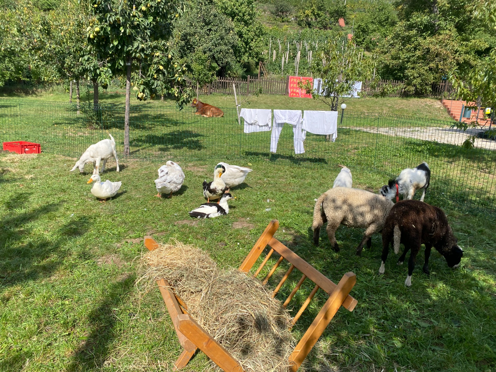 babiččin malý dvoreček (foto pouze ilustrační)