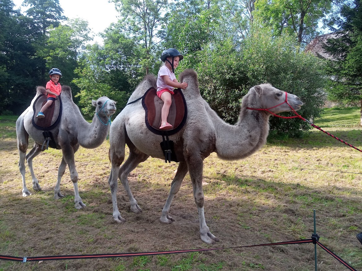 jízda na velbloudech (foto pouze ilustrační)